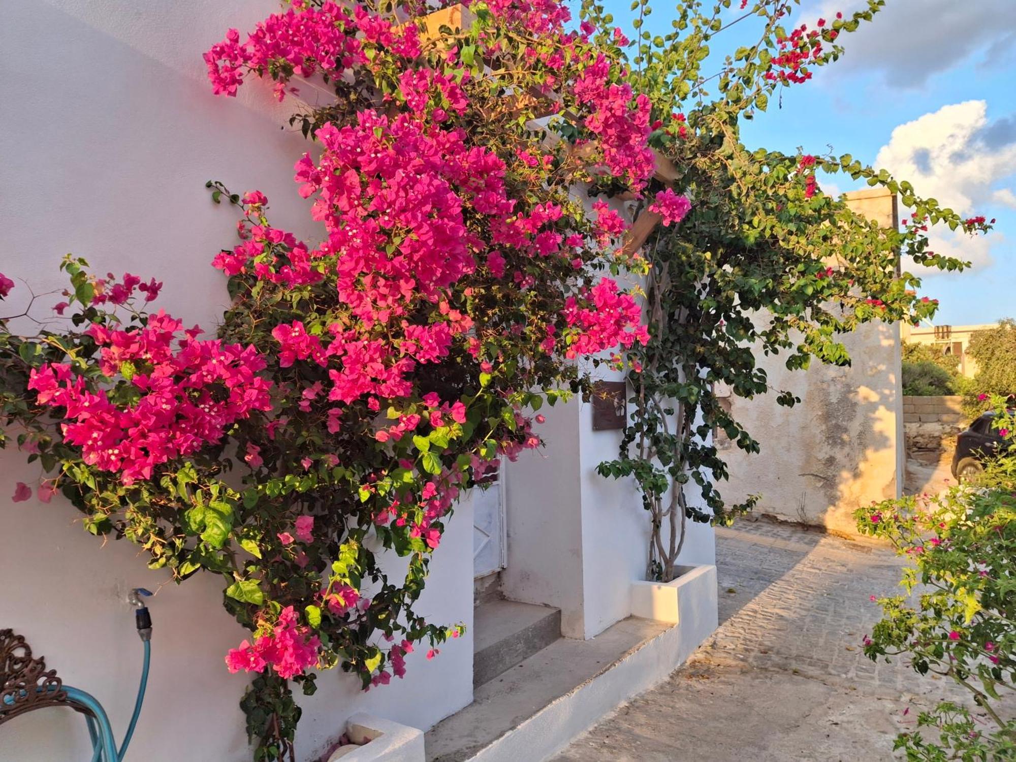 Lilium House * Palekastro